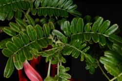 Image: P.B. Heenan © Landcare Research 